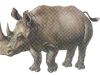 rinocer.jpg
